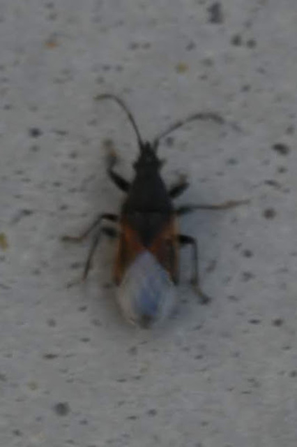 Oxycarenus lavaterae - hársbodobács