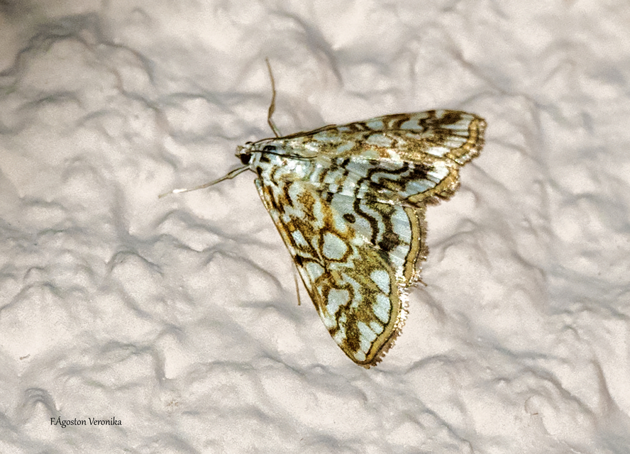 Elophila nymphaeata - tarka vízimoly