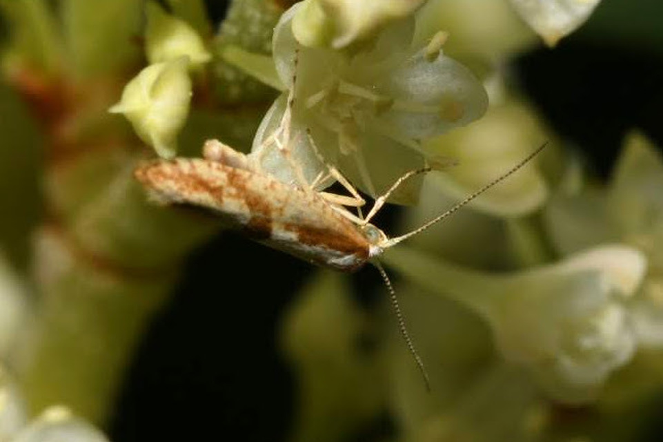 Argyresthia