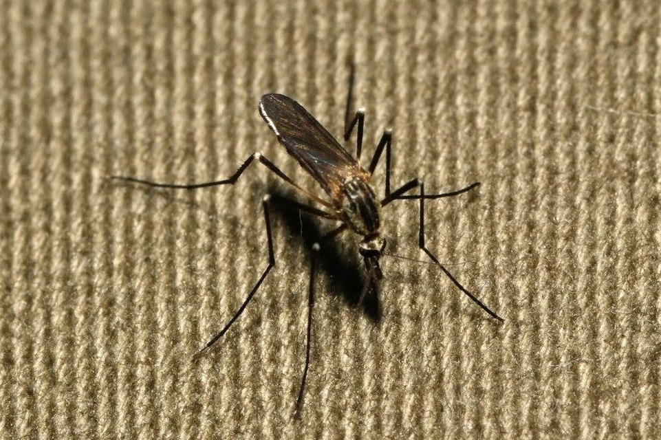 Ochlerotatus
