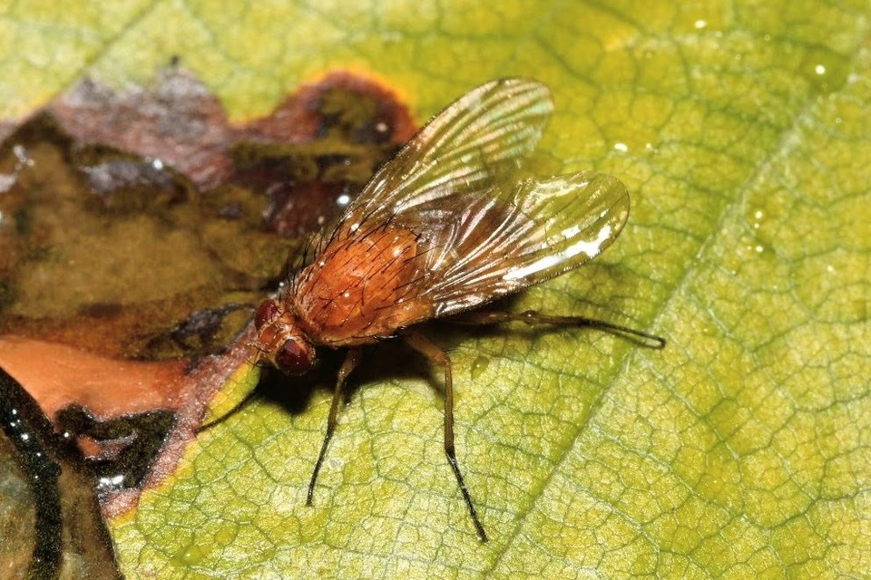 Phaonia pallida