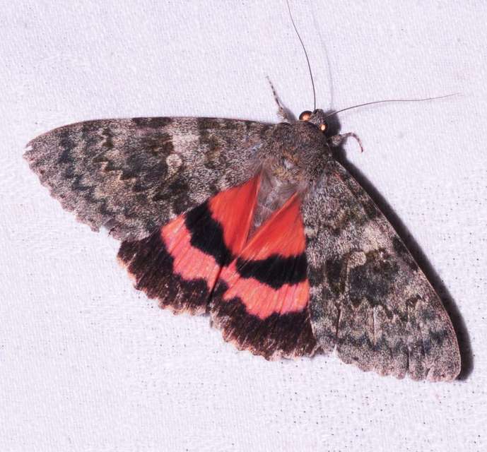 Catocala elocata - közönséges övesbagoly