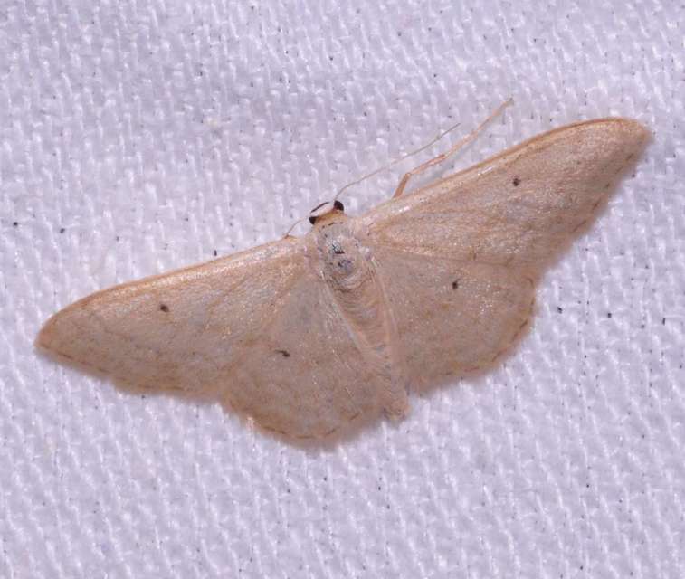 Idaea straminata - szalmasárga sávosaraszoló