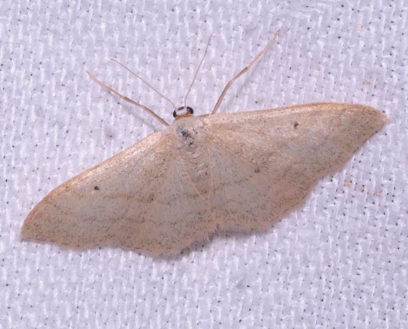 Idaea straminata - szalmasárga sávosaraszoló
