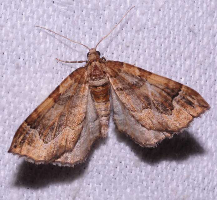 Pelurga comitata - nagy tarkaaraszoló