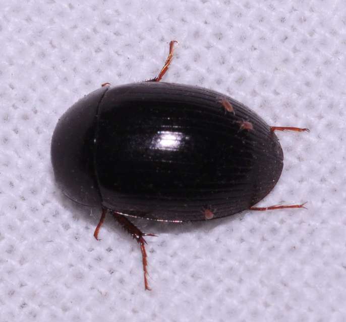 Hydrobius
