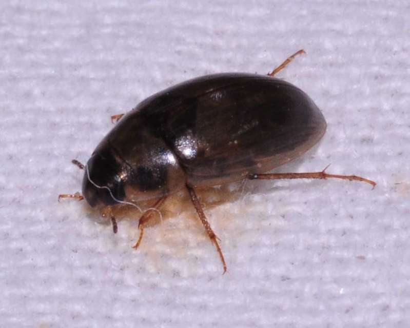 Enochrus quadripunctatus - négypettyes fakócsibor