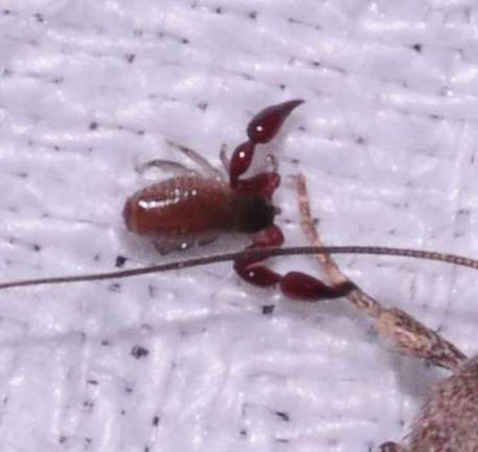 Pseudoscorpionida - Álskorpiók