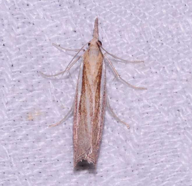 Agriphila