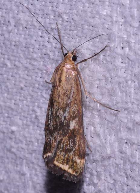 Loxostege sticticalis - muszkamoly