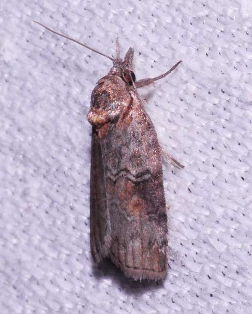 Nycteola asiatica - nyárfa-trapézbagoly