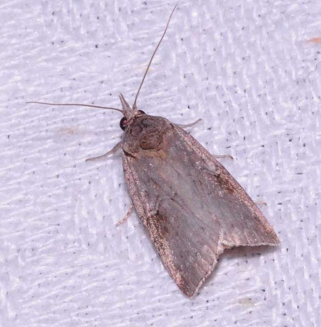 Nycteola asiatica - nyárfa-trapézbagoly