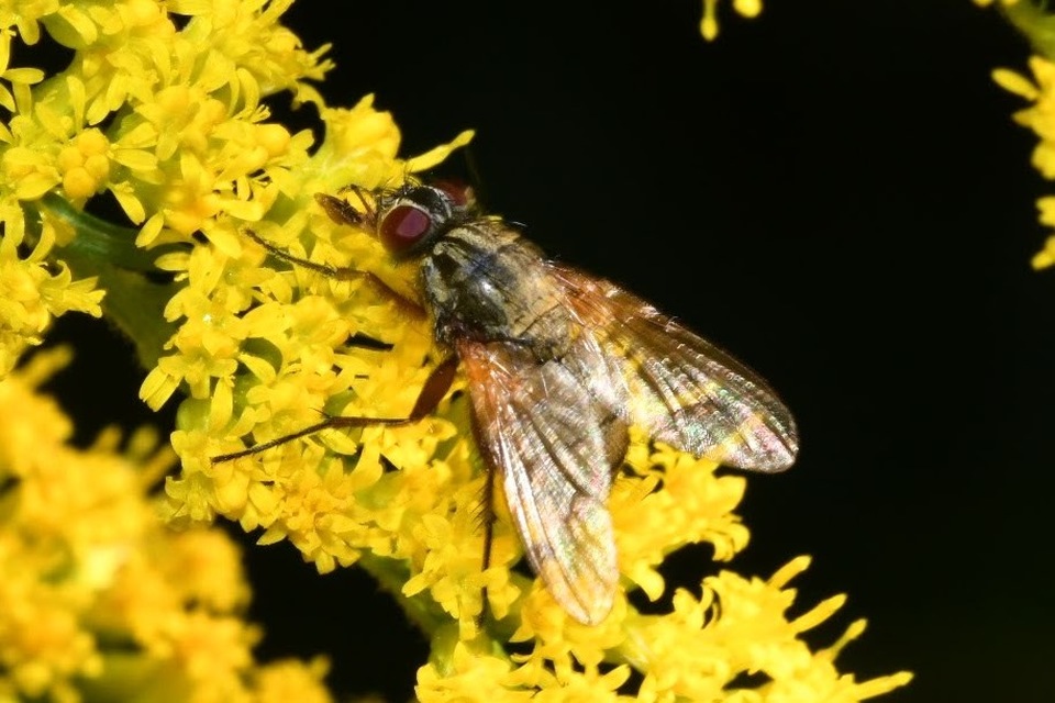 Phaonia angelicae