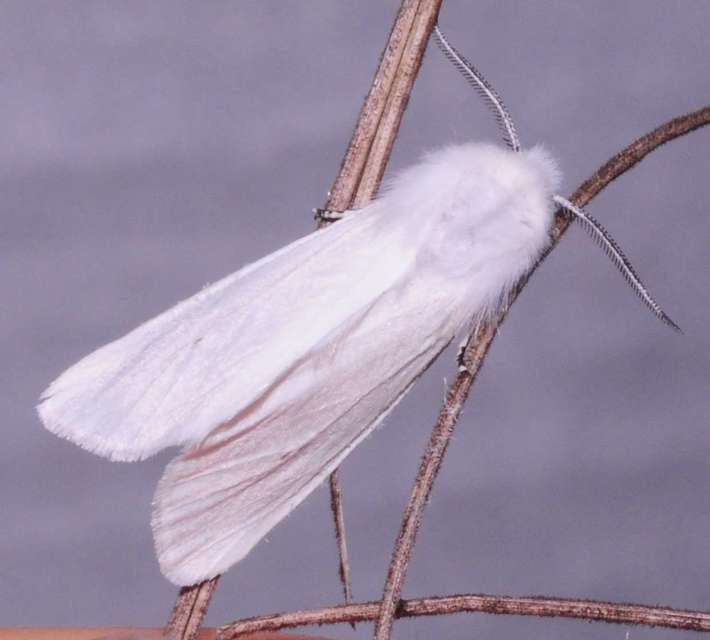 Hyphantria cunea - amerikai fehér medvelepke