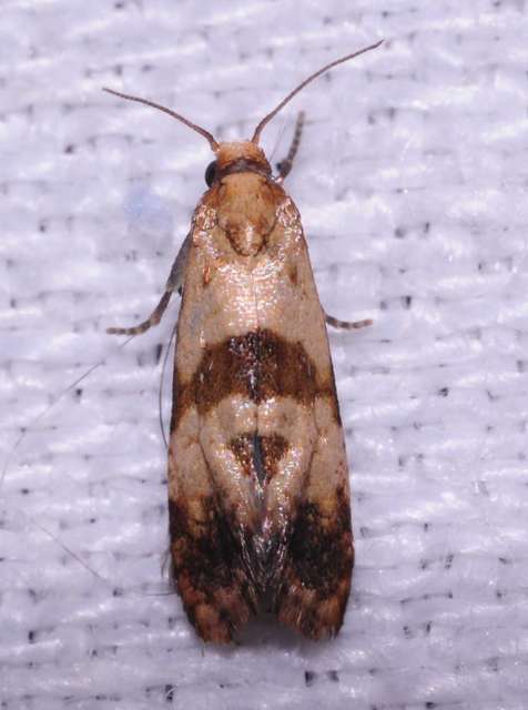 Phalonidia contractana - pipitér-fúrómoly