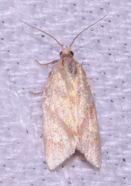 Clepsis pallidana - aranysárga sodrómoly