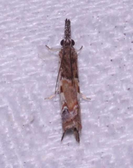 Platytes alpinella - moharágómoly