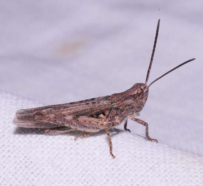 Chorthippus brunneus - közönséges tarlósáska