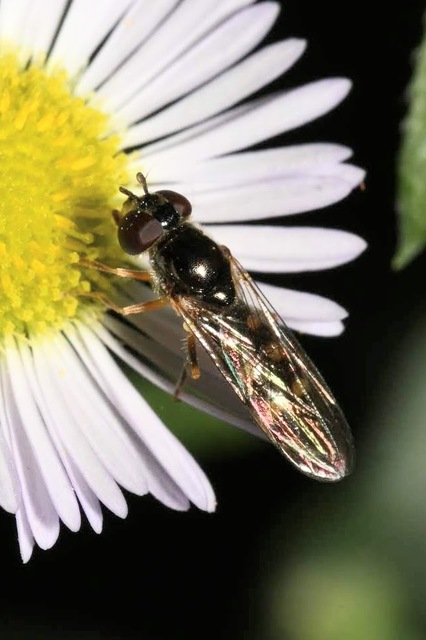 Melanostoma scalare - hosszúpotrohú fűzengőlégy