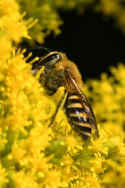 Colletes