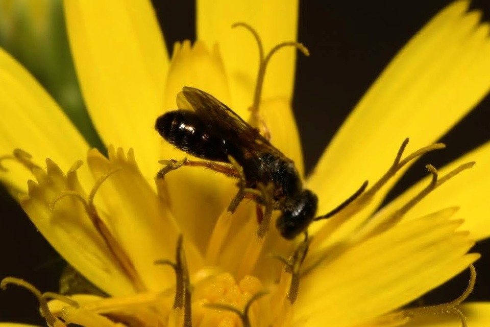 Lasioglossum