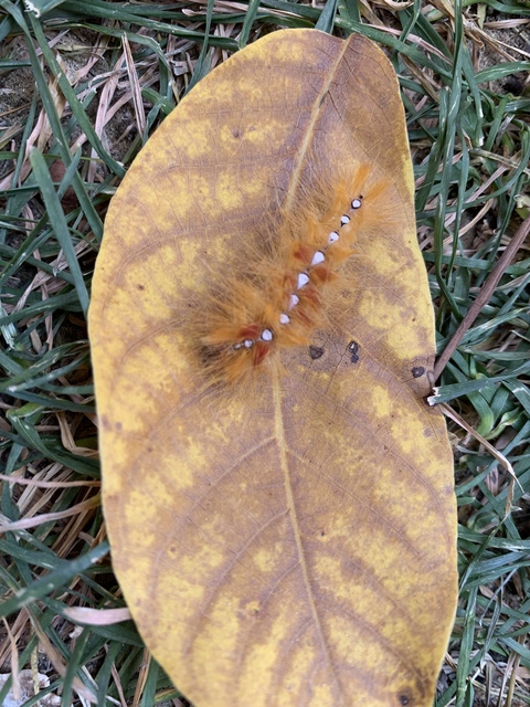 Acronicta aceris - vadgesztenye-szigonyosbagoly