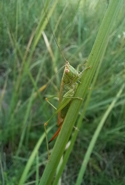 Conocephalus fuscus - kis kúpfejűszöcske