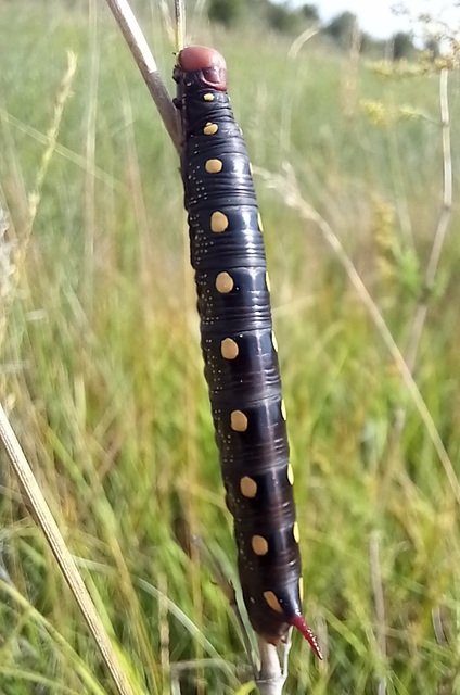 Hyles gallii - galajszender