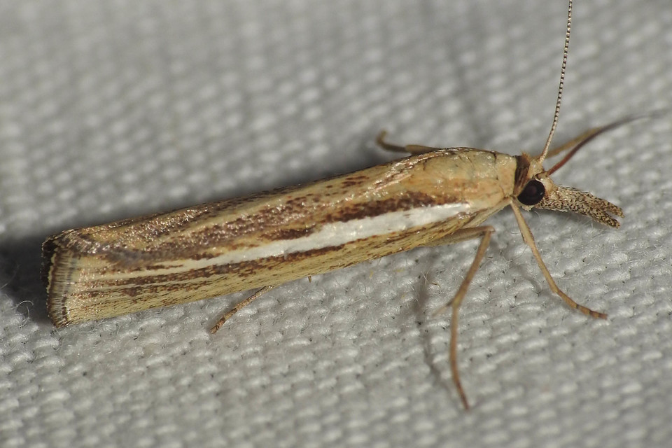 Agriphila