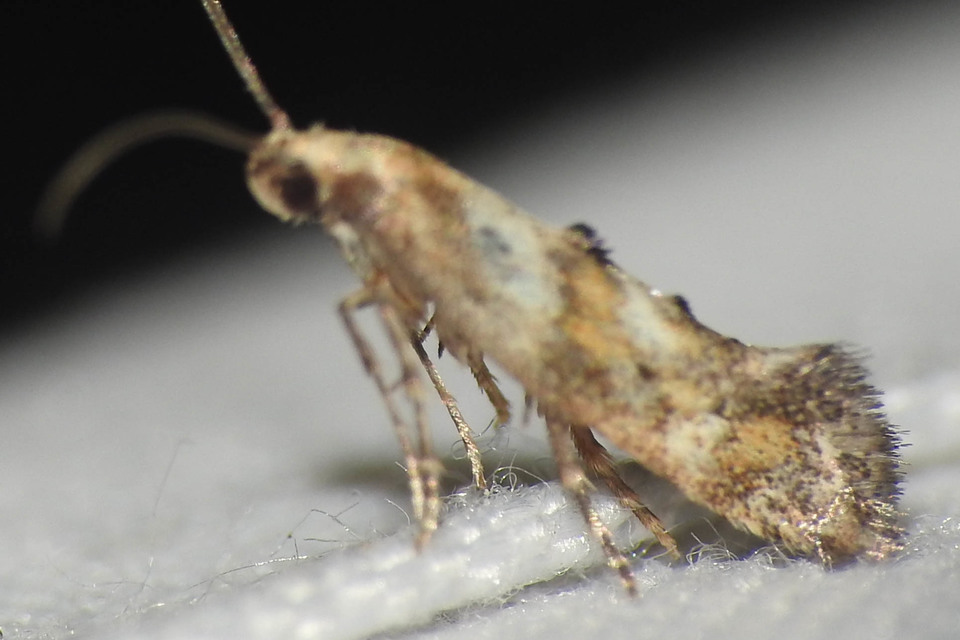 Epermeniidae - íveltszárnyú molyfélék