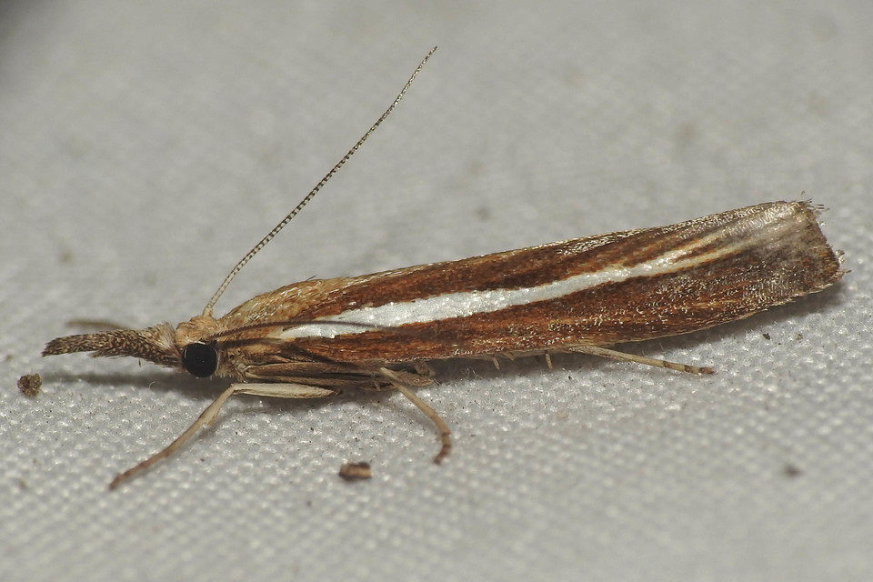 Agriphila