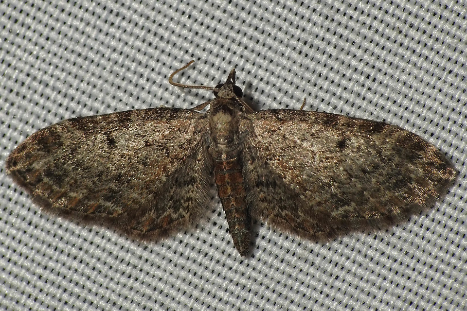 Eupithecia tenuiata - sötétszegélyű törpearaszoló
