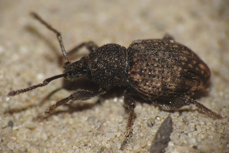Otiorhynchus raucus - molyhos gyalogormányos
