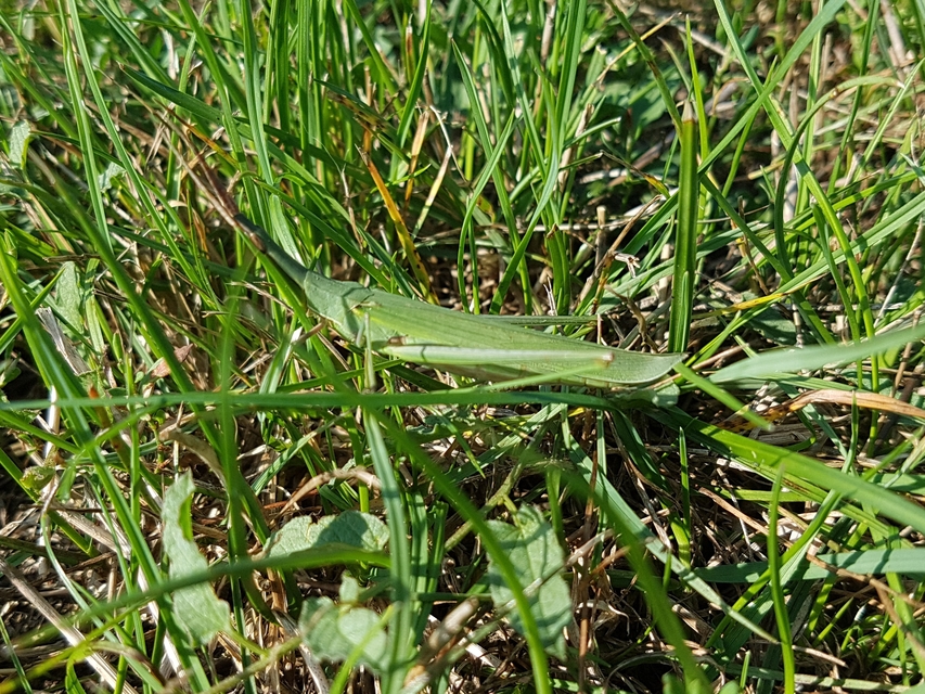 Acrida ungarica - sisakos sáska