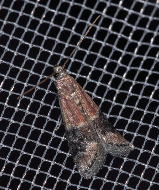 Euzopherodes charlottae - magyar karcsúmoly