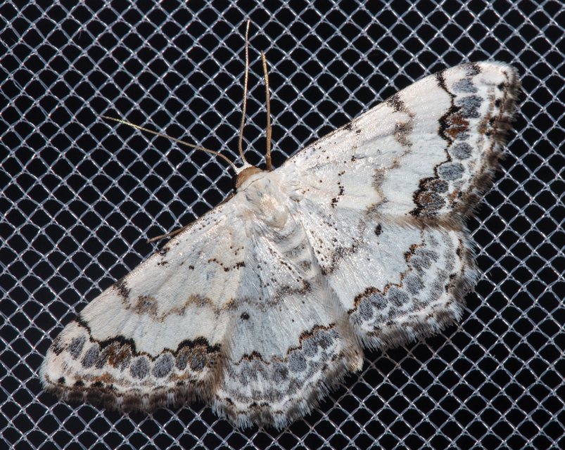 Scopula decorata - tarka fehéraraszoló