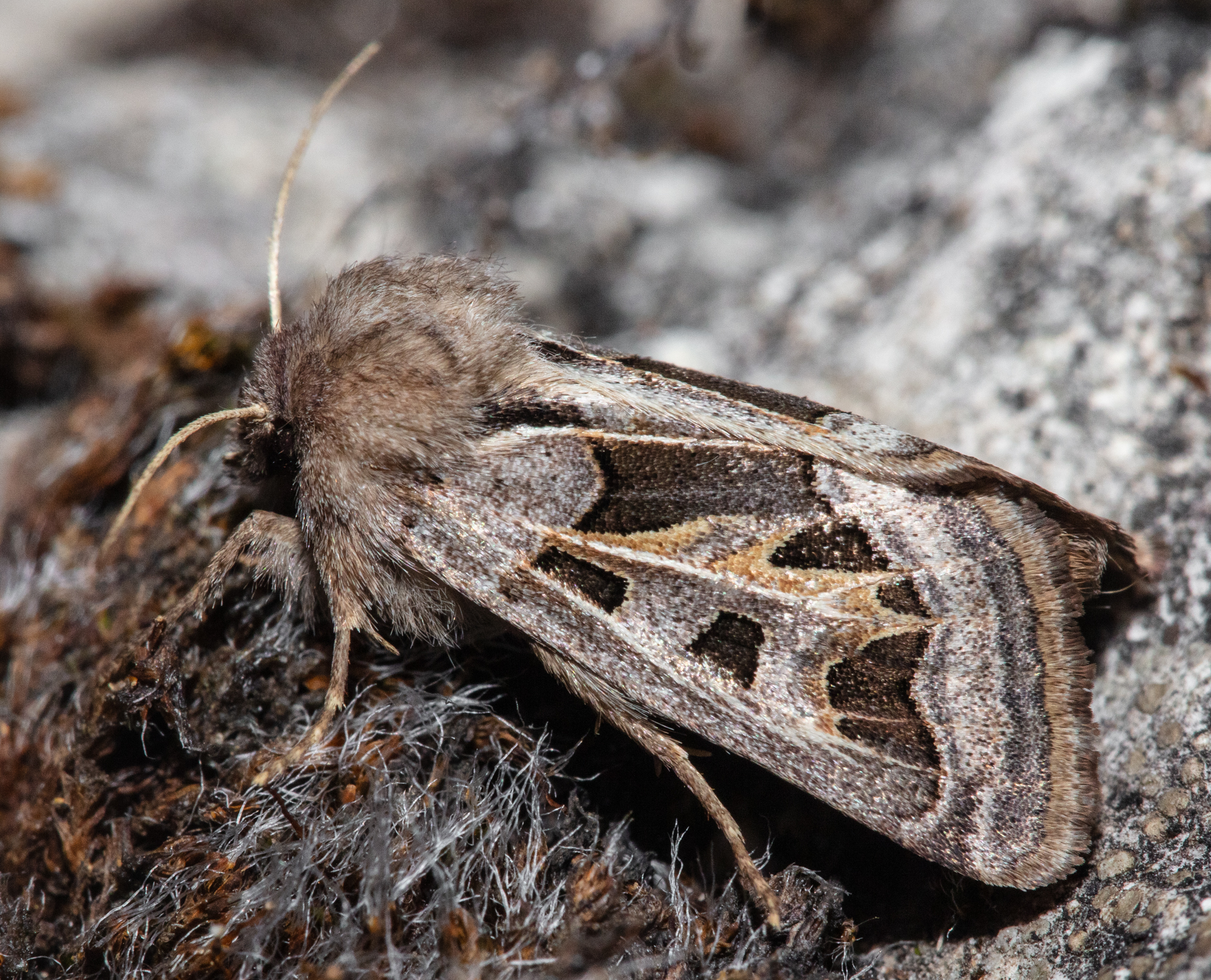 Episema glaucina - fogasjegyű liliombagoly