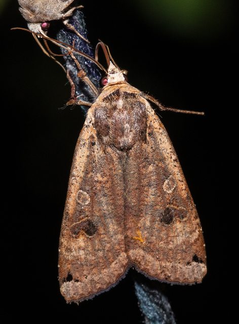 Noctua pronuba - nagy sárgafűbagoly