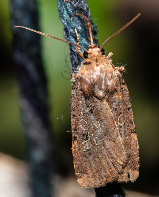 Chersotis rectangula - barna földibagoly