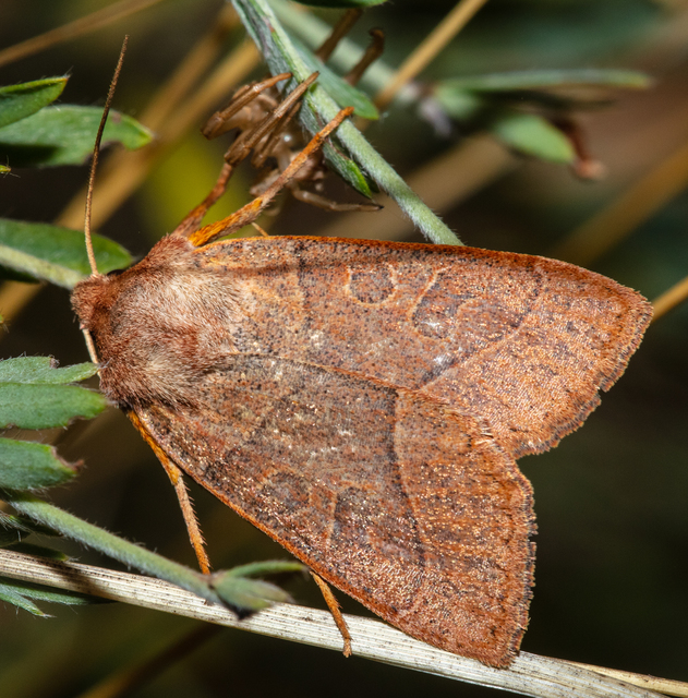 Mesogona acetosellae - madársóskabagoly