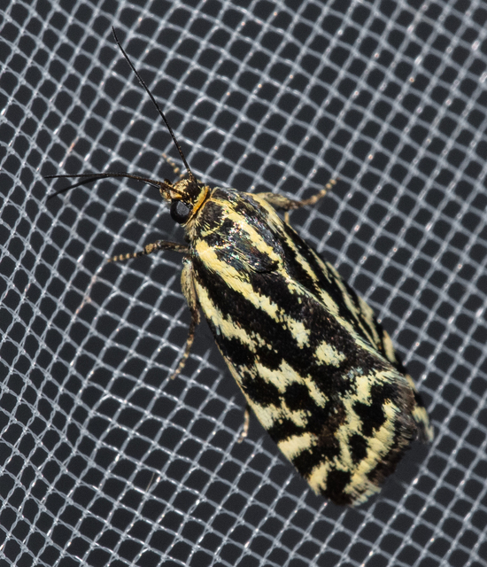 Emmelia trabealis - zebrabagoly