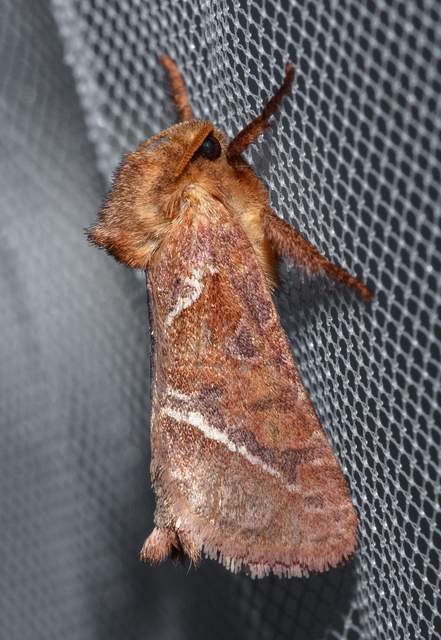 Triodia sylvina - kis gyökérrágólepke