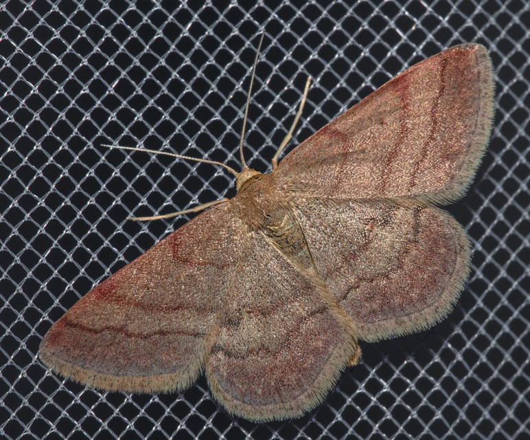 Scopula rubiginata - réti pirosaraszoló