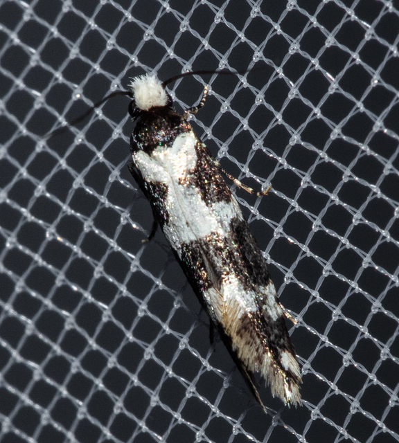 Neurothaumasia ankerella - magyarmoly