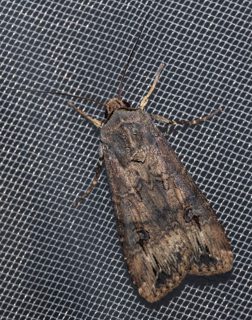 Agrotis ipsilon - nagy földibagoly