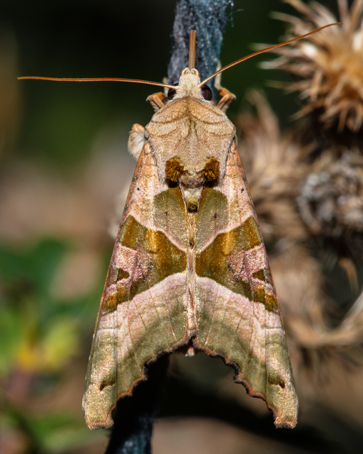 Phlogophora meticulosa - vándorló csipkésbagoly