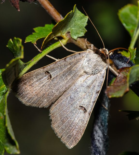 Lygephila craccae - gyakori csüdfűbagoly