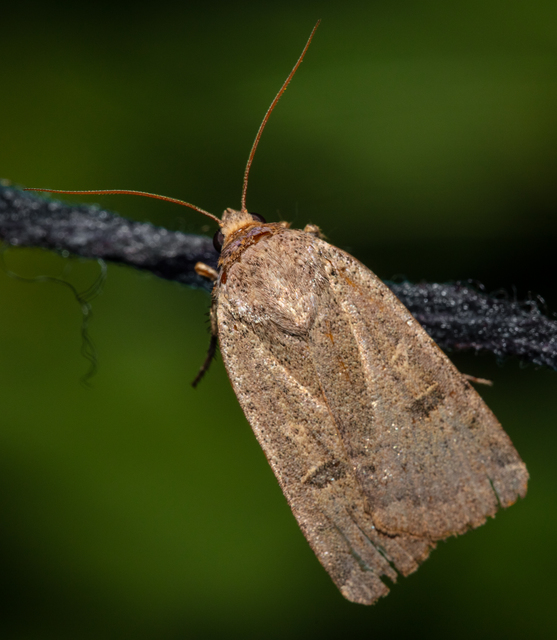 Noctua comes - kis sárgafűbagoly
