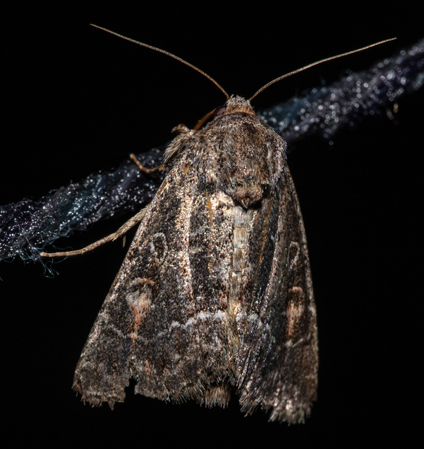 Thalpophila matura - fakó erdeibagoly