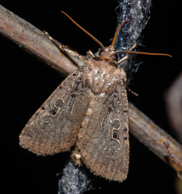 Chersotis rectangula - barna földibagoly